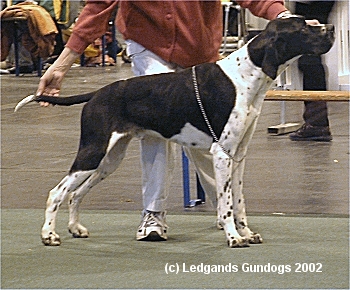 2nd Post Graduate Dog